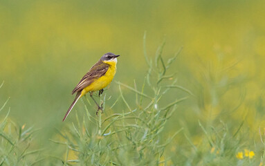 Yelow Wagtail (Motacilla flava) in spring