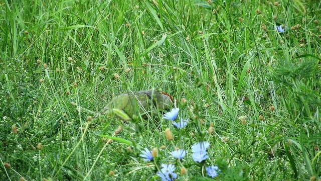 green woodpecker feasting on ants on the lawn on a sunny summer day