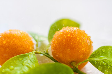 A branch of natural small tangerines in water drops on a light background. Tangerines on a branch with leaves on the table.