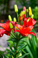 Beautiful red lily flowers and buds in the garden.