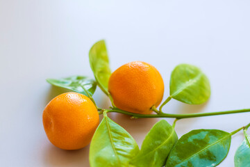 A branch of natural small tangerines on a light background. Tangerines on a branch with leaves on the table.