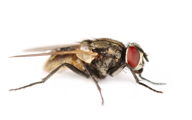 Macro fly isolated on white background, side view