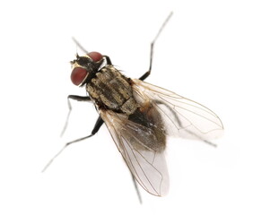 Macro fly isolated on white background, top view