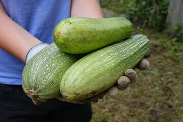 Organic zucchini in the famele hands. Organic vegetables. Hands with zucchini. Fresh organic zucchini