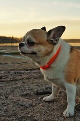 Half a small dog sits on the ground wearing a red flea collar

