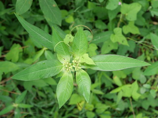 The swimming goldfish looks very beautiful accompanied by several types of fish which are also beautiful in very clear water