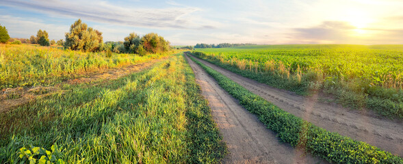 Country road through green meadow at sunset