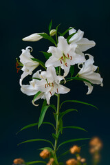 White blossoms of oriental lily in the garden with little yellow/orange flowers in the bottom and dark background