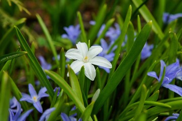 White spring flower in the center of the frame among blue flowers and green leaves
