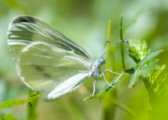 Bielinek motyl