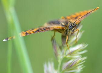 Melitaea athalia – Przeplatka atalia