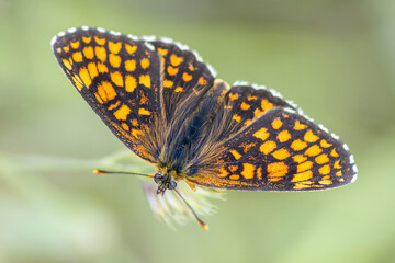 Melitaea athalia – Przeplatka atalia © patrycjaskupinska