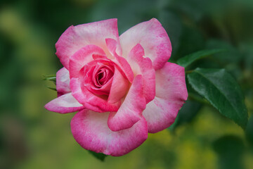 close up of a pink and white  rose in garden