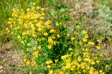 Green grass and small yellow flowers in meadow
