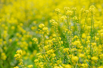 Fototapeta premium Scenic rural landscape with yellow rape, rapeseed or canola field.