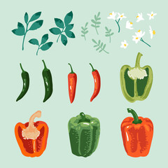 Vector summer set of sweet and hot peppers, flowers and leaves isolated on green background
