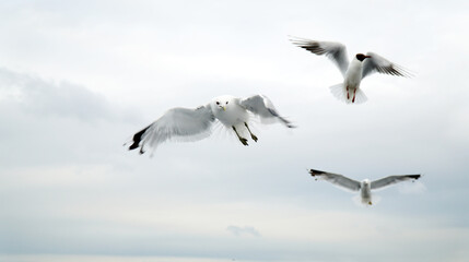 Fototapeta na wymiar birds gulls a flock flying over the water of the river