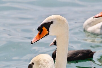 Obraz premium Swan in the lake
