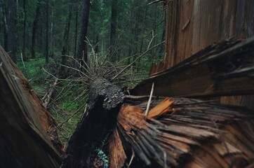 Fototapeta premium A fallen tree lies on the ground in a dark green forest