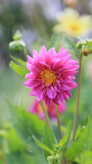 Obraz premium Flower