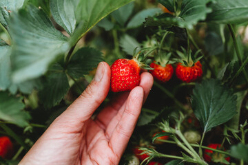 Close up of hand picking a ripe strawberry in a strawberry field.
