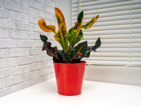 Codieaum Mummy is a genus of plants the family Euphorbiaceae