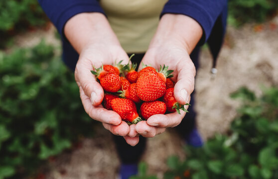 Close up of cupped hands holding strawberries in a strawberry field.