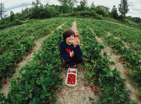 Wide angle of boy picking ripe strawberries in a strawberry field.