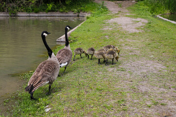 Geese and babies at pond in Schramm Park, Nebraska
