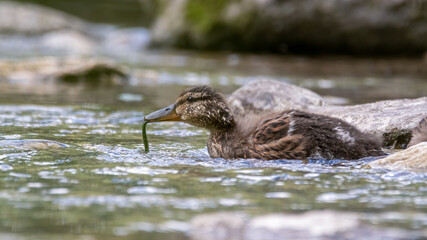 ente, bird, wasser, natur, stockente, see, tier, wild lebende tiere, wild,