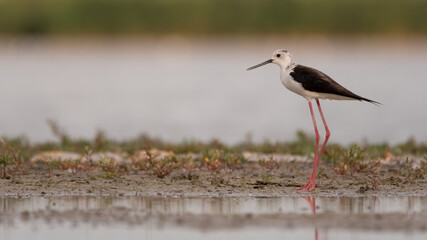 bird, wasser, natur, wild lebende tiere, beach, tier, bird, 