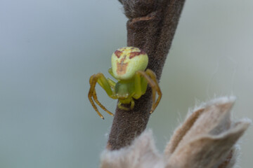 Misumena vatia – Kwietnik © patrycjaskupinska