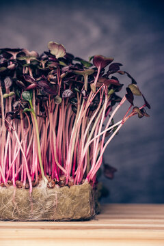 Organic Sango radish cress. close-up