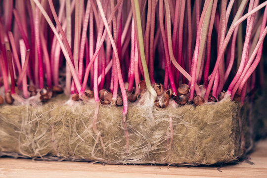 Organic Sango radish cress. roots