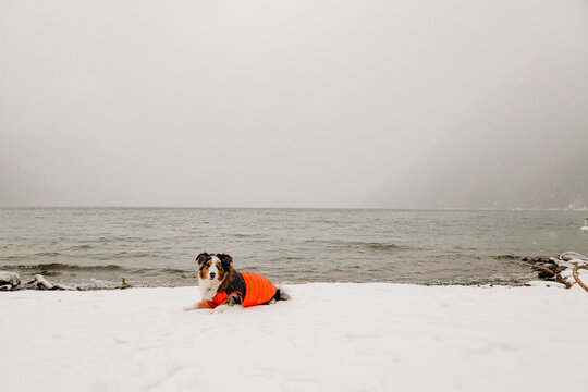 Blue Merle Australian Shepherd laying in winter coat at lake in winter
