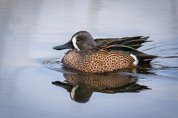 A Blue-winged Teal Swimming in a Lake
