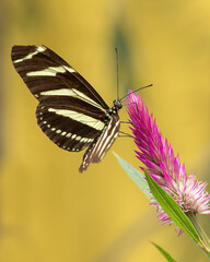 A postman butterly gathering nectar from a flower