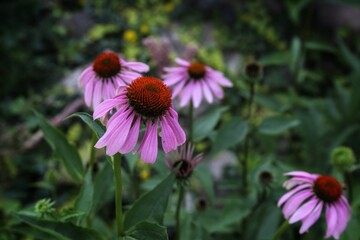 flowers in the garden