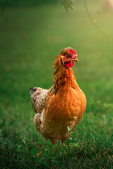 Easter Egger chicken standing in the grass underneath grape vines