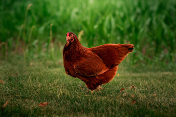 Buckeye chicken standing in the grass near a corn field