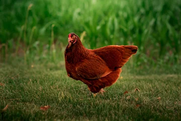 Poster Buckeye chicken standing in the grass near a corn field © Cavan