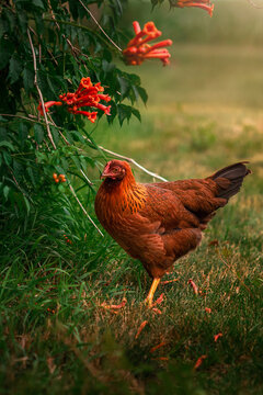Welsummer chicken standing near orange trumpet vines and flowers