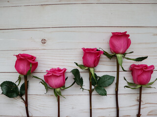 Five roses on a wooden background