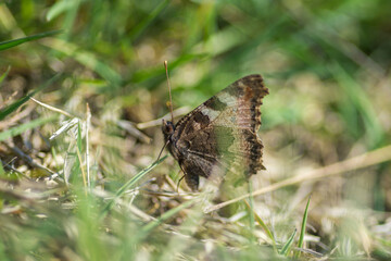 Fototapeta premium Motyl