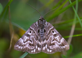 ćma, nocny motyl