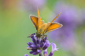 Ochlodes sylvanus – Karłątek kniejnik