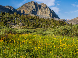 Fototapeta premium Wildflowers by Duck Lake in Sierra Nevada mountains