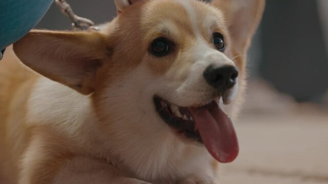 Funny Corgi Video Footage Browse 25 HD Stock Video and Footage Adobe Stock