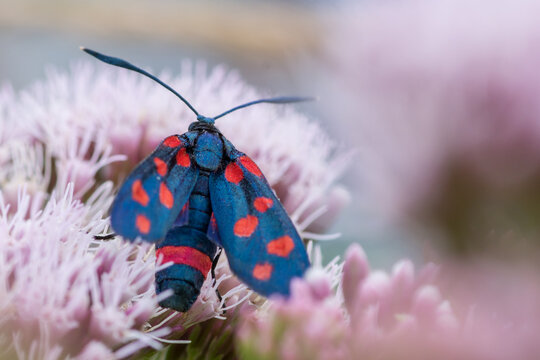 Zygaena ephialtes &ndash; Kraśnik goryszowiec