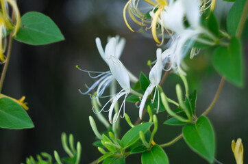 White flowers Lonicera japonica in garden. Caprifolium perfoliate honeysuckle blossoms, close up,...